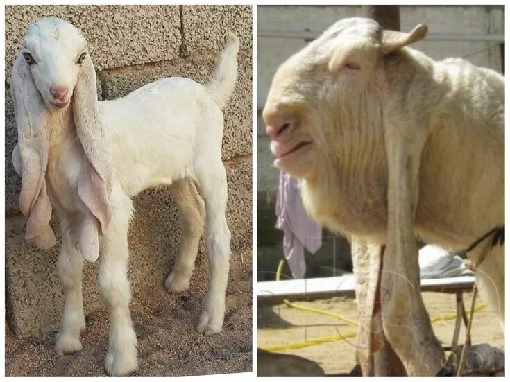 Порода овец с длинными ушами фото So cute until they grow up. The Damascus goat, also known as Aleppo, Halep, Bala