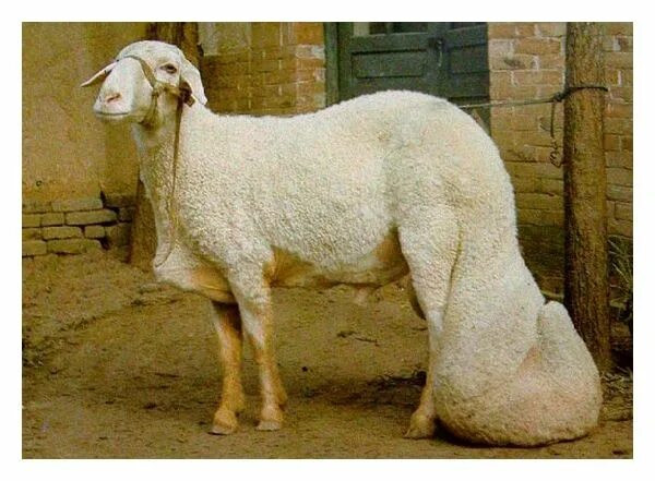 Порода овец с длинными ушами фото Hairstyles & Beauty Sheep breeds, Sheep, Weird animals