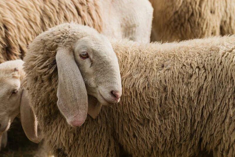 Порода овец с длинными ушами фото Portrait of a Sheep with Long Ears Stock Photo - Image of horizontal, country: 5