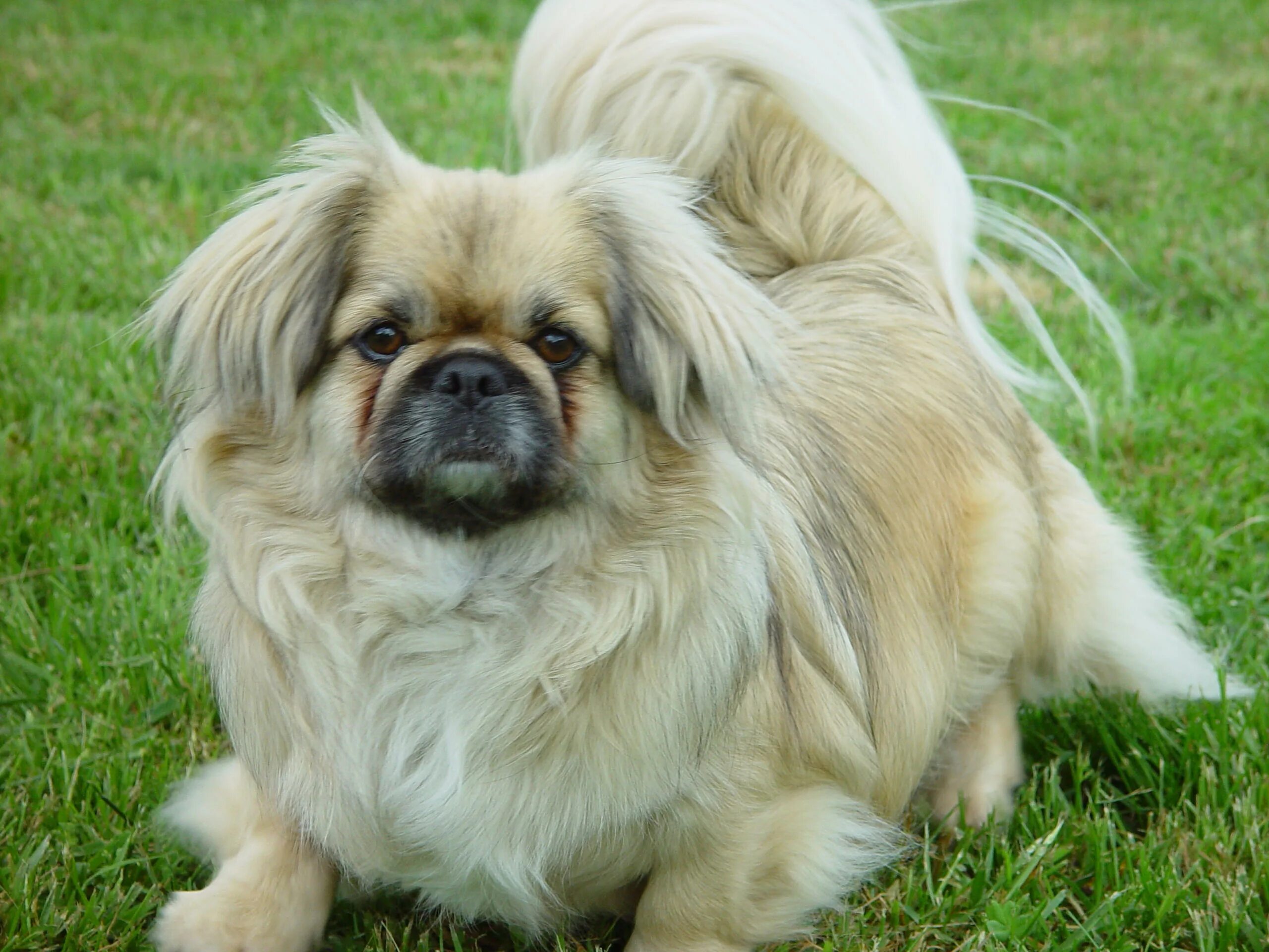 Порода пекинес фото щенки Pekingese on the lawn Desktop wallpapers 600x1024