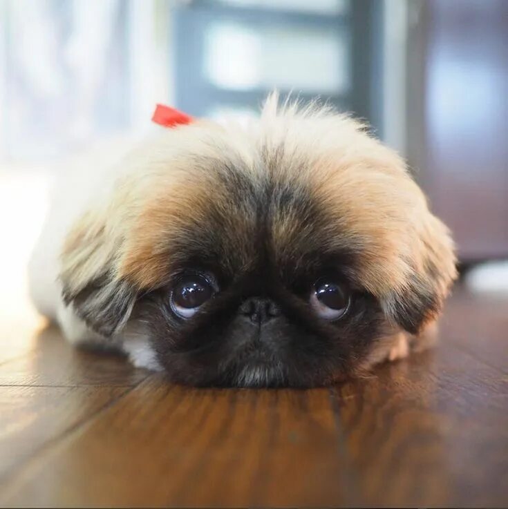 Порода пекинес фото щенки Pin on ♥ I Love Pekingese ♥ Cute dogs, Pekingese puppies, Pekingese dogs