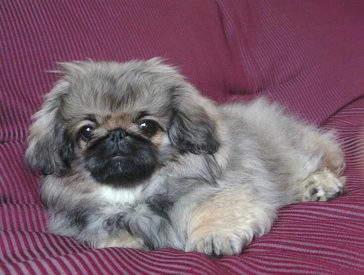 Порода пекинес фото щенки цена Pekinese pup - a real pillow princess. Pekingese, Pekingese puppies, Pekingese d