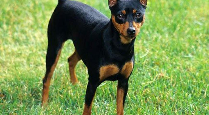 Порода пинчер фото щенки Pincher Köpek Özellikleri Nelerdir? Yavru Minyatür Pinscher (M,n Pin) Cinsi Hakk