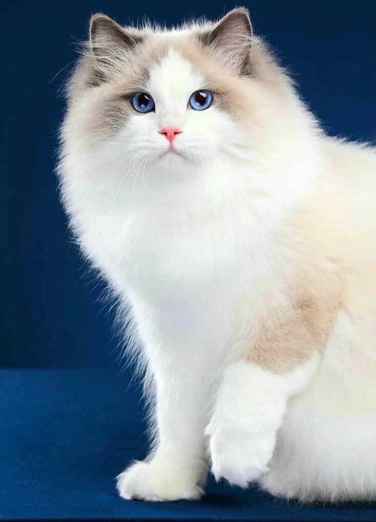 Порода пушистых кошек фото Pin on Домашний любимец Cat breeds, Cute cats, Cute cats and kittens