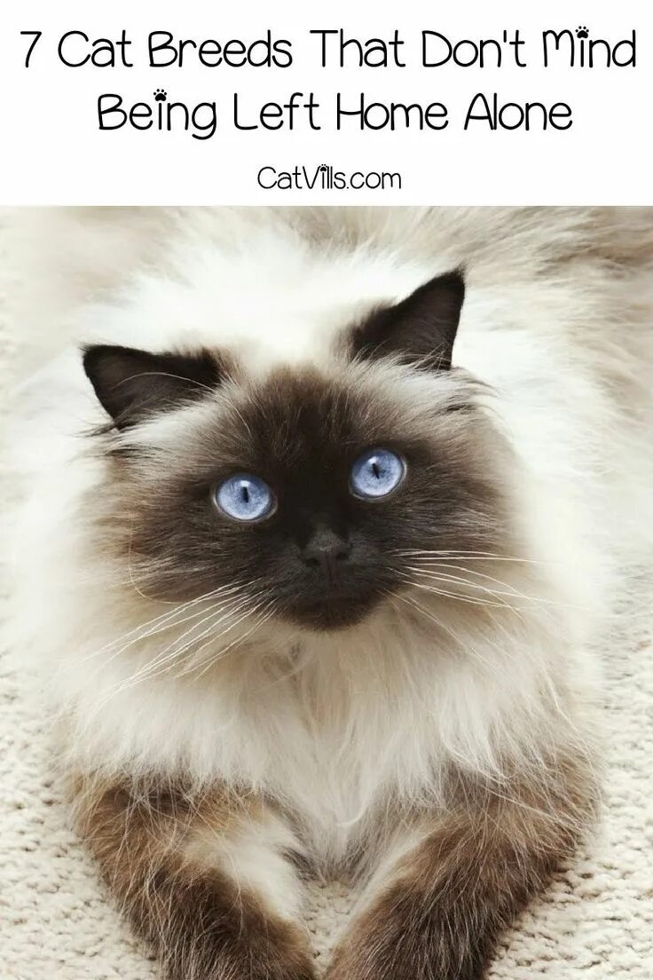 Порода пушистых кошек фото Pin on Cat Breeds