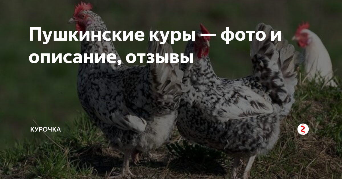 Сільськогосподарські тварини Алчевськ: продаж сільськогосподарських тварин, купи