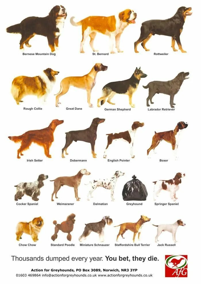 Порода русских собак фото с названиями Dog Breed Poster - photos and vectors