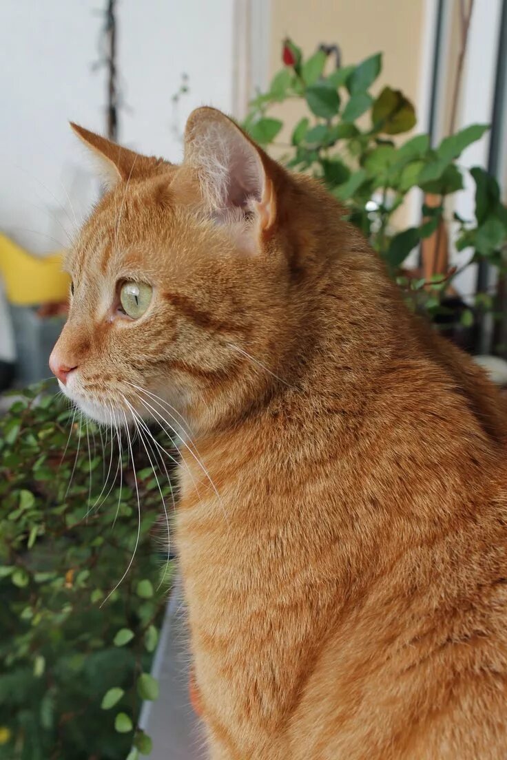 Порода рыжих кошек фото с названиями He loves bird watching & I love his green eyes! (11/2014, ginger - cat) Orange t