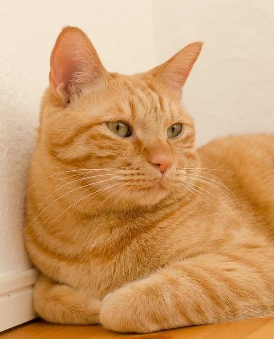 Порода рыжих кошек фото с названиями 150 Good Names for Orange Cats The Paws Orange cats, Cats, Pretty cats