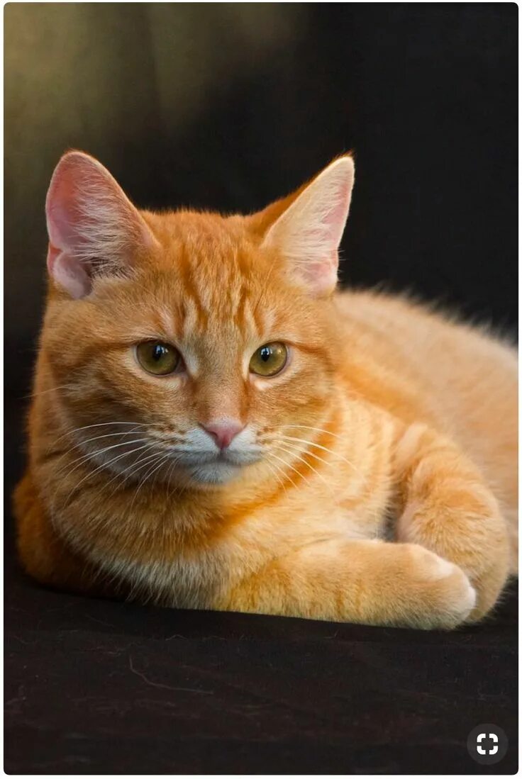 Порода рыжих кошек фото с названиями Pin by Светлана on Котики Orange tabby cats, Orange cats, Cute cats