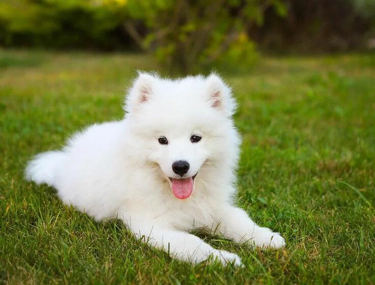 Порода самоед фото цена щенка Samoyedo Samoyed dogs, Cute dogs, Samoyed puppy