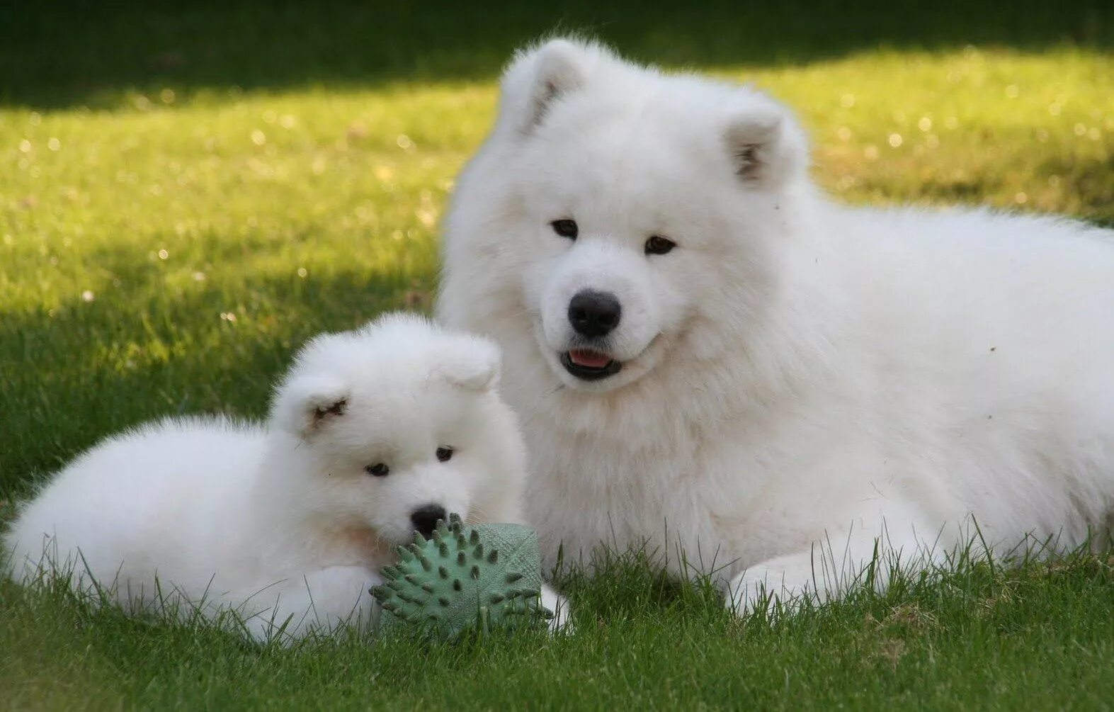 Порода самоед фото цена щенка Samoyed Puppies 2 - ADogBreeds.com Большие пушистые собаки, Пушистые собаки, Сам