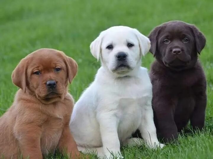 Порода щенка по фото онлайн ❥ ● ❥ ♥ ♥ ❥ ● ❥ Labrador puppy, Labrador retriever, Labrador