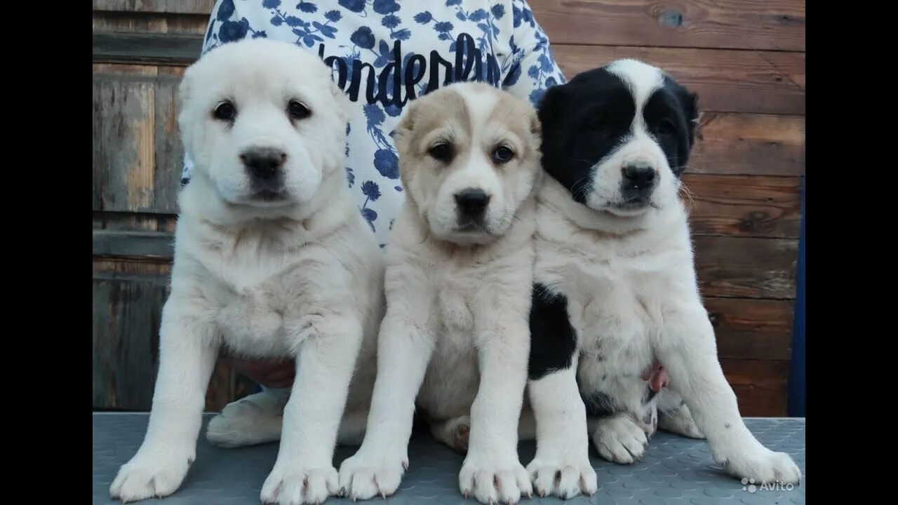 Порода щенков алабай фото Little puppies are eating. Alabai puppies-central asian shepherd dog. - YouTube