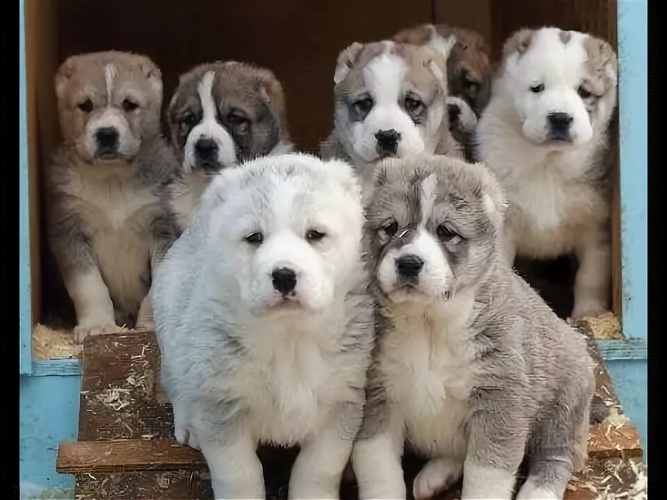 Порода щенков алабай фото Unique turkmen alabai puppies - YouTube