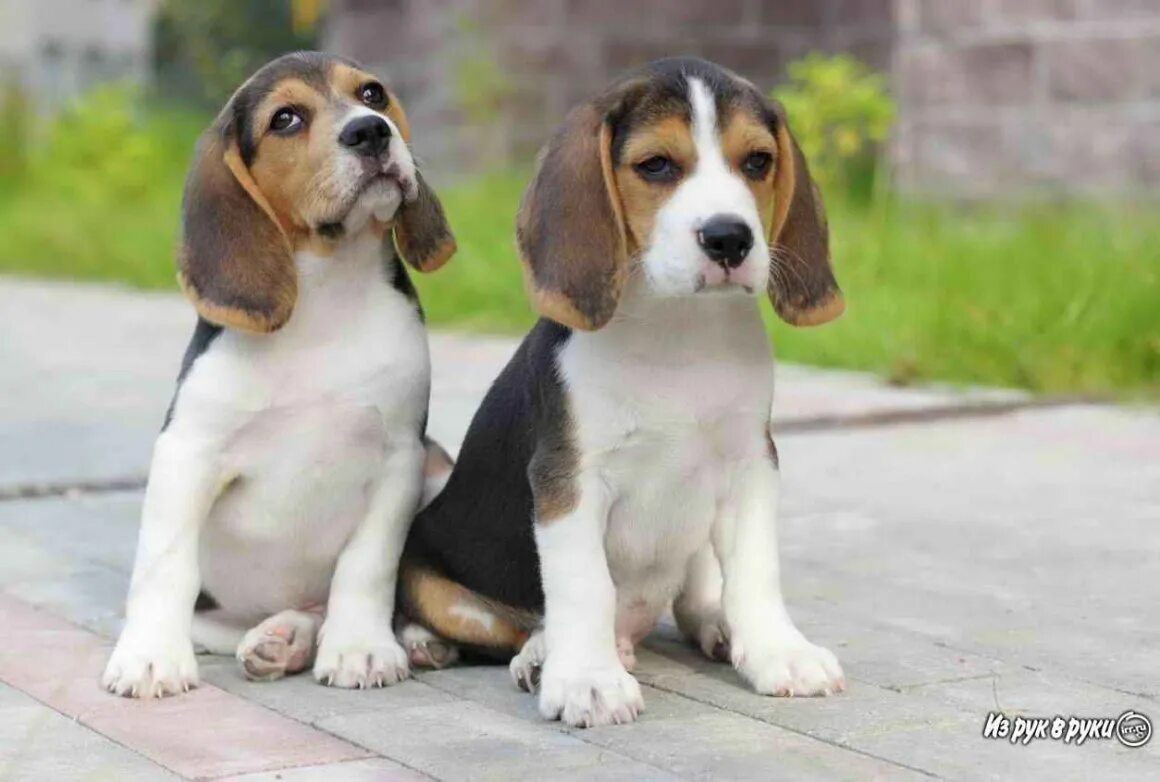 Pocket Beagles - The Ultimate Guide (2021) - Beagle Owner Beagle puppy, Cute ani