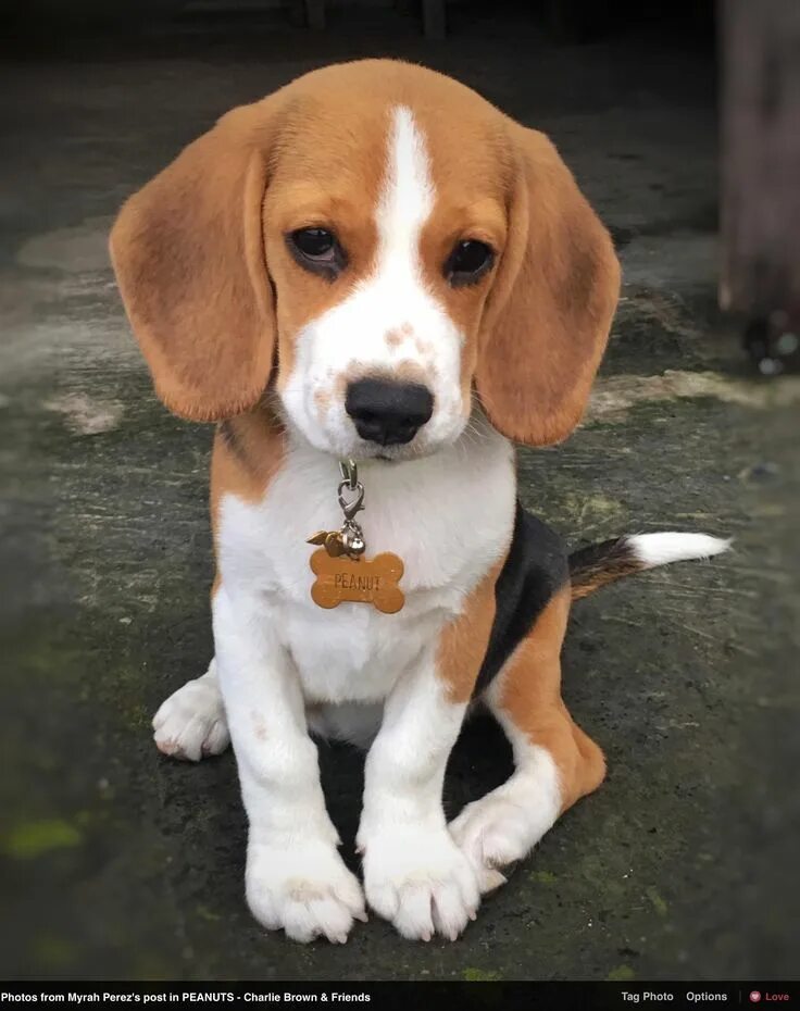 Порода щенков бигля фото "Hello, I'm Peanut!" As posted on Facebook by Myrah Perez Beagle puppy, Cute bea