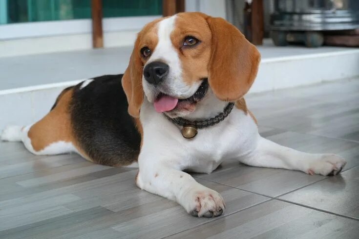 Порода щенков бигля фото Beagle - Dog4Us Caes racas, Cachorro, Ração animal