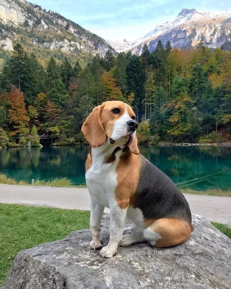 Порода щенков бигля фото Pin on beagle Beagle dog, Cute beagles, Beagle puppy