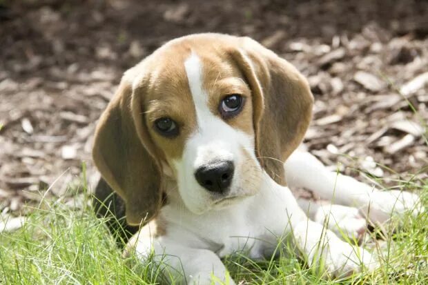 Порода щенков бигля фото cute adorable baby beagle puppy Beagle puppy, Training your dog, Dog breeds