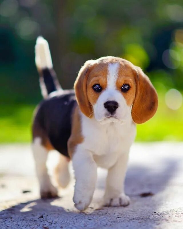 Порода щенков бигля фото Mismatched Love.✅ - Chapter-13 Chiot beagle, Chien mignon, Bébé chien