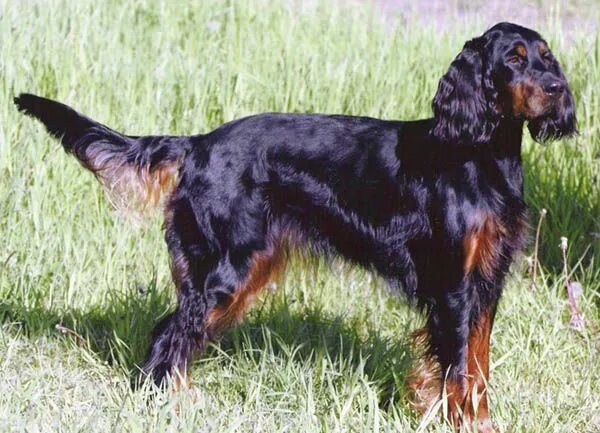 Порода сеттер собака фото Dog breeds: pointer Funny pictures Gordon setter, Dog breeds, Setter puppies