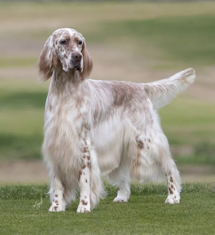 Порода сеттер собака фото English Setter Английские сеттеры, Щенки английского сеттера, Породы собак