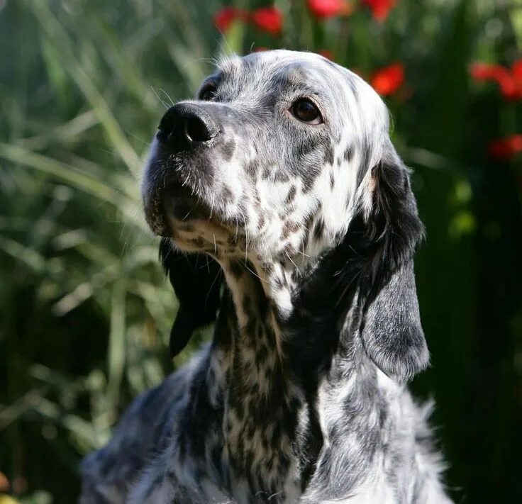 Порода сеттер собака фото English Setter Dog Picture English setter dogs, Dog pictures, English setter