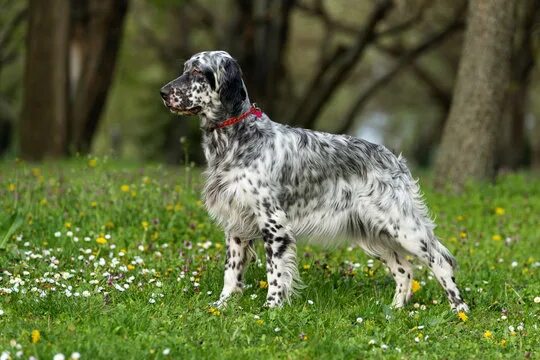 Порода сеттер собака фото English Setter Зображення - огляд 28,701 Стокові фото, векторні зображення й від