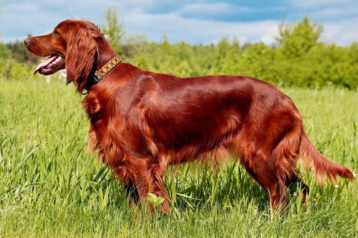 Порода сеттер собака фото red dog - AOL Image Search Results Irish setter puppy, Irish setter dogs, Setter