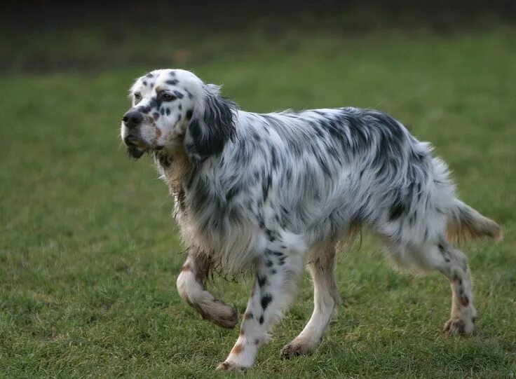 Порода сеттер собака фото Beautiful tri-color English Setter English setter, English setter dogs, English 