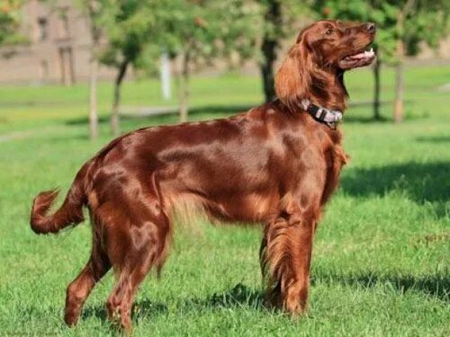 Порода сеттер собака фото Irish Setter dog pictures Ирландский сеттер, Породы собак, Фотографии собак