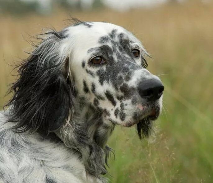 Порода сеттер собака фото Английский сеттер. Мой любимчик. English setter, Dog breeds, Most popular dog br