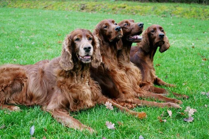 Порода сеттер собака фото Irish setter, Irish, Animals