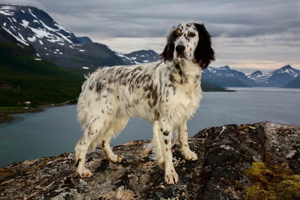 Порода сеттер собака фото English Setter. By Andrew Fladeboe. English setter, Wirehaired vizsla, Irish set