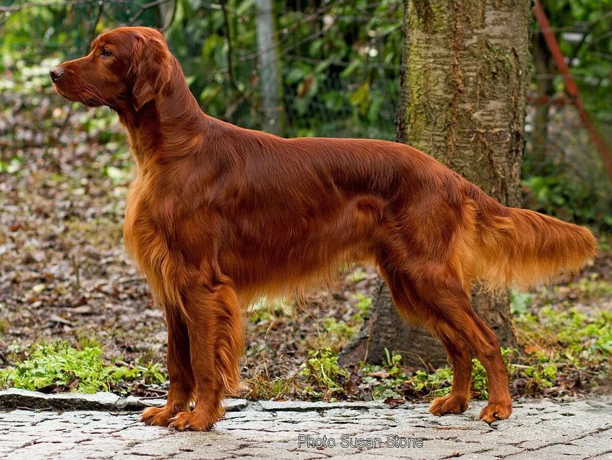 Порода сеттер собака фото setter irlandais Setter irlandais, Chiens setter irlandais, Chien setter