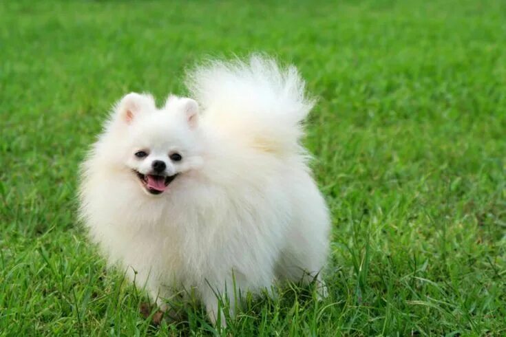 Порода шпиц фото 20 Cool Facts You Didn't Know About Pomeranians Pomeranian dog, Pomeranian puppy