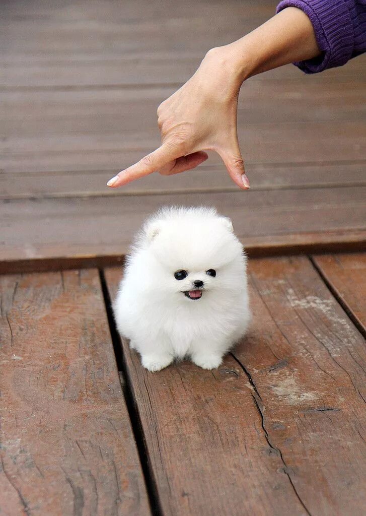 Порода шпиц фото маленькие Teacup Pomeranian with clawish hand above it. (X-Post from /r/aww) Cute dogs, Cu