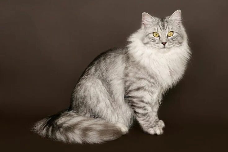 Порода сибирская кошка фото и описание породы Siberian Cats Breed - Information, Temperament, Size & Price Pets4Homes Siberian