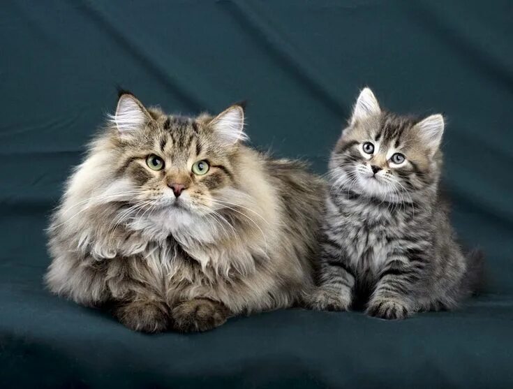 Порода сибирская кошка фото и описание породы Пин на доске Siberian cats