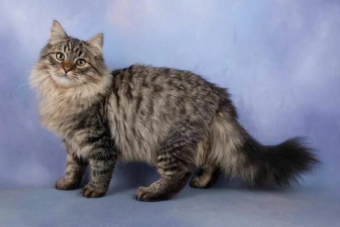 Порода сибирская кошка фото и описание породы Siberiano Cat breeds, Long haired cats, Siberian cat