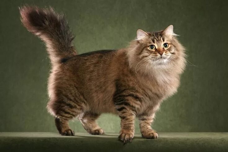 Порода сибирская кошка фото и описание породы Сибирские кошки (описание, уход). 30 фото Cat breeds, Cat aesthetic, Cute cats a