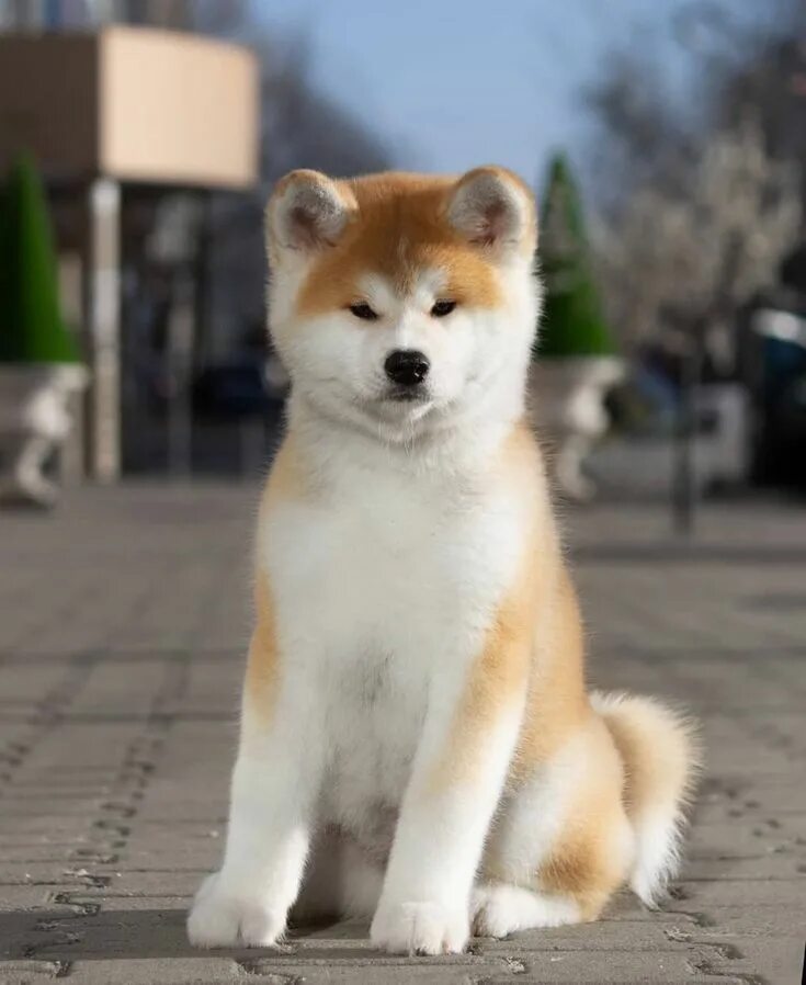 Порода собак акита фото They have a poor short memory Akita puppies, Japanese dogs, Akita dog