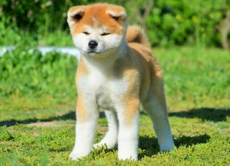 Порода собак акита фото akita inu - Google Search Akita inu puppy, Akita dog, Akita