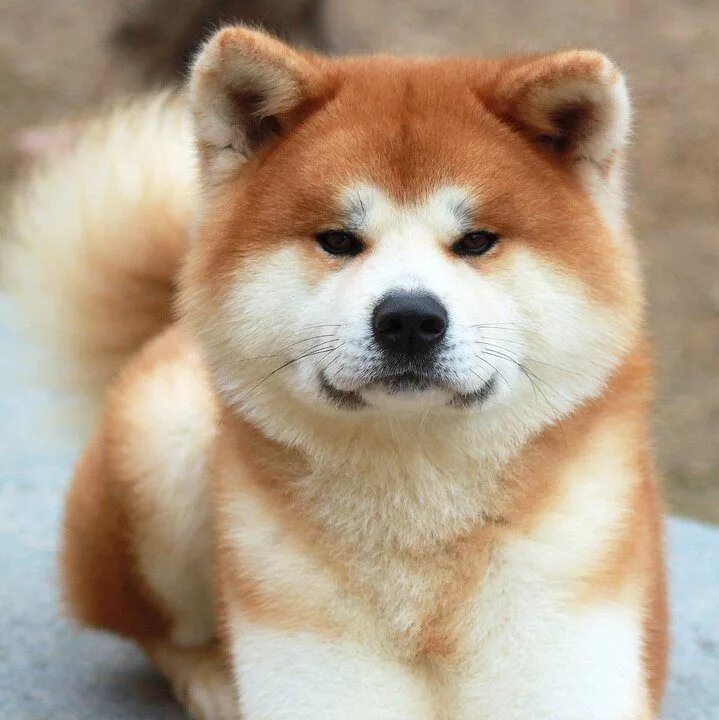 Порода собак акита фото цена The Japanese Akita Inu Akita dog, Akita puppies, Japanese dogs