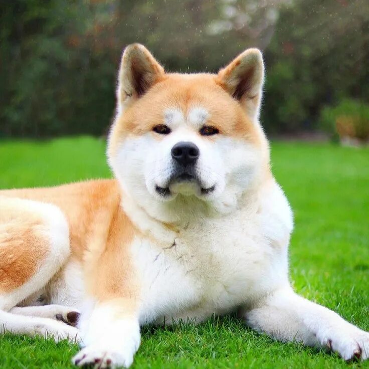 Порода собак акита ину фото Akita Inu Breed Information, Characteristics & Heath Problems Working dogs breed