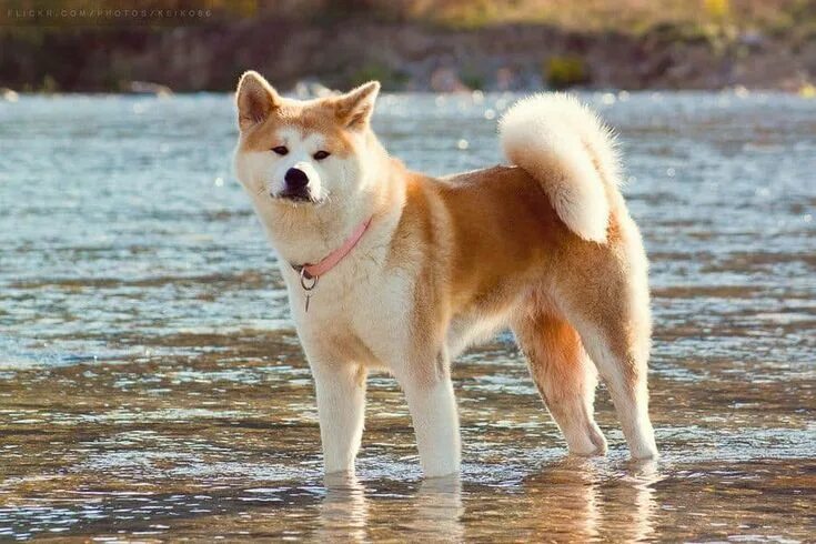 Порода собак акита ину фото Akita Inu The National Japanese Treasure 1 Japanese akita, Akita dog, Akita