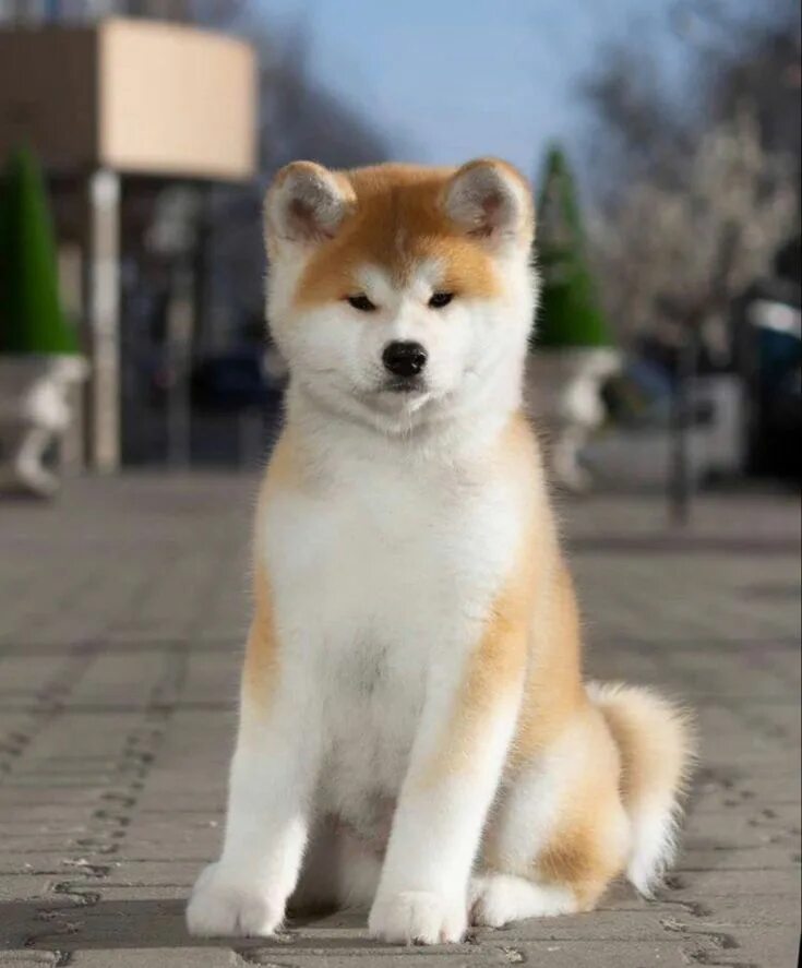 Порода собак акита ину фото цена Животные Akita puppies, Japanese dogs, Akita inu puppy