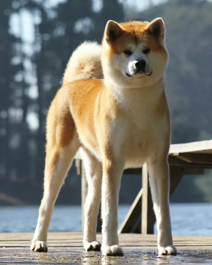 Порода собак акита ину фото цена Cute Akita Inu Dog on Wooden Pier