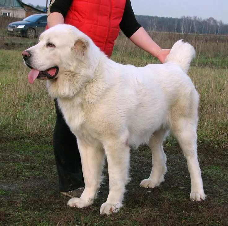 Порода собак алабай фото Pin on Razas de perros Alabai dog, Dog breeds, Shepherd dog